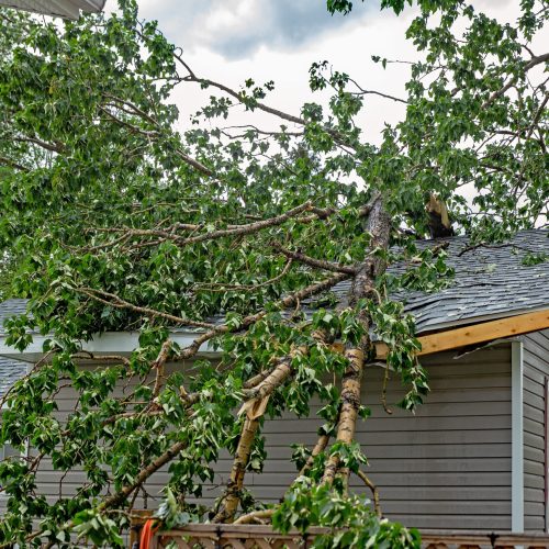 A large tree with green leaves fallen on a residential rooftop during a summer storm